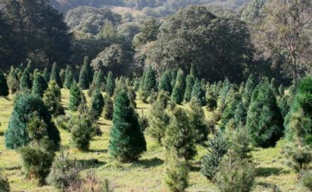 ​¿Comprarás árbol de Navidad? Adquiere #HechoEnMéxico