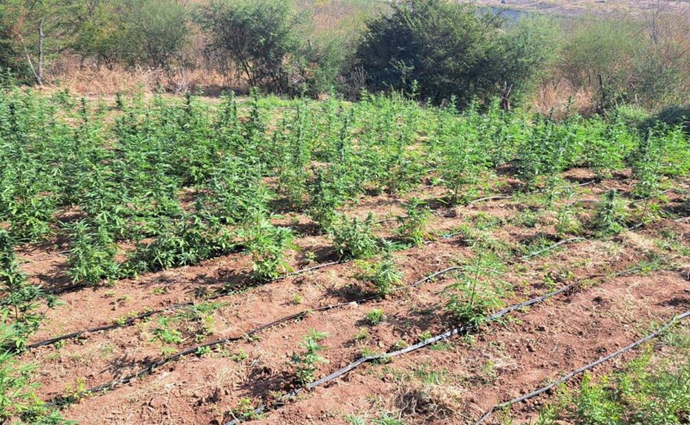En apoyo a la Fiscalía General de la República (FGR), personal de la Marina Armada localizó y erradicó un plantío de marihuana en inmediaciones del Zalate de los Ibarra. Foto: Especial