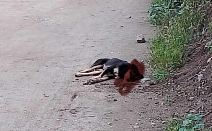 Reportan al menos 30 perros envenados en Mitla, Oaxaca