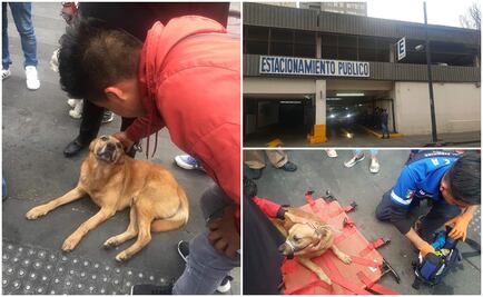 PGJ busca a dos personas por lanzar perros de estacionamiento del Centro