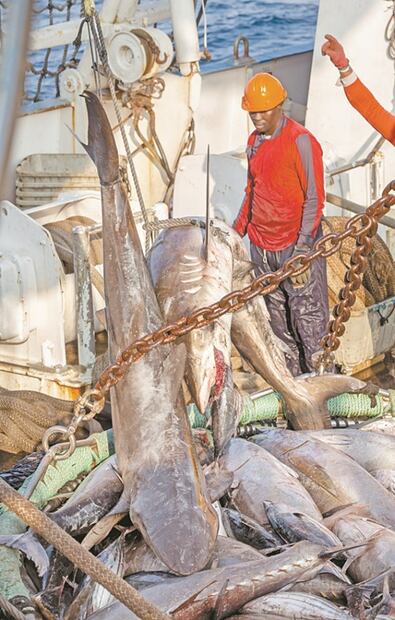 Reconectar con la naturaleza, el propósito de la serie "A perfect planet"