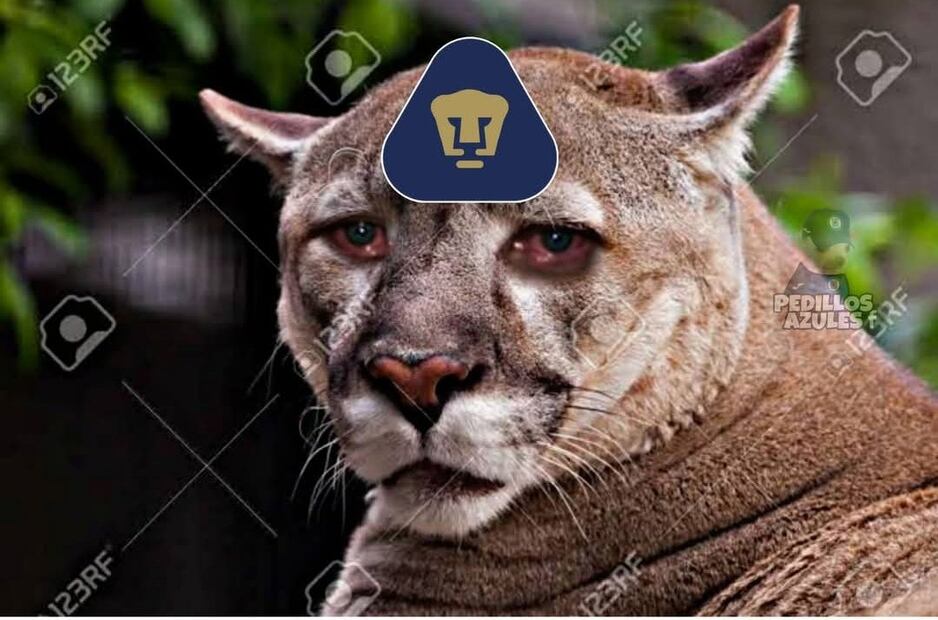 Pumas MEMES