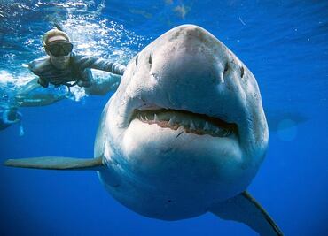 Tiburones, en peligro por unas vacunas contra el Covid-19: ONG