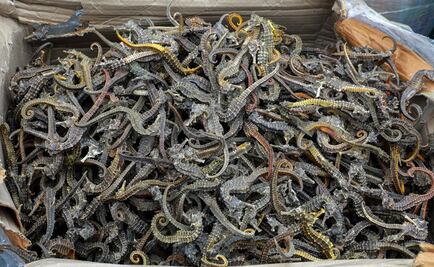 Decomisan en Perú más de 12 millones de caballitos de mar disecados