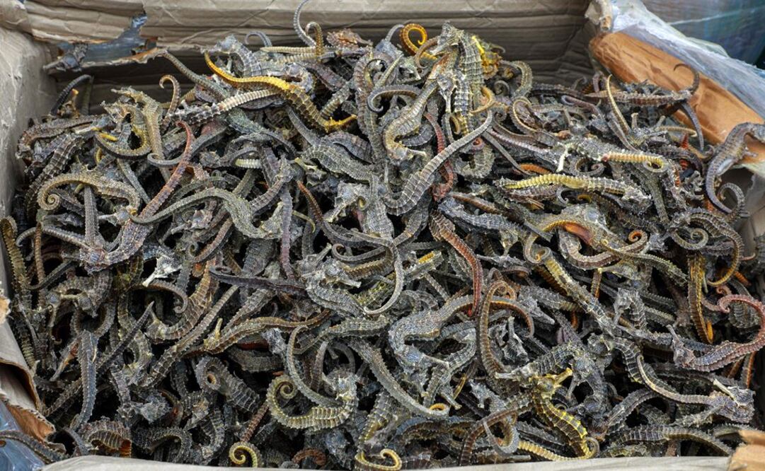 Los hipocampos son una especie en peligro de extinción (Fotos: AFP)