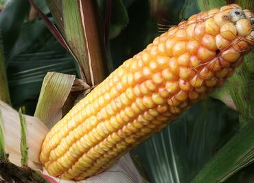 Cuándo acaba la temporada de maíz cacahuazintle