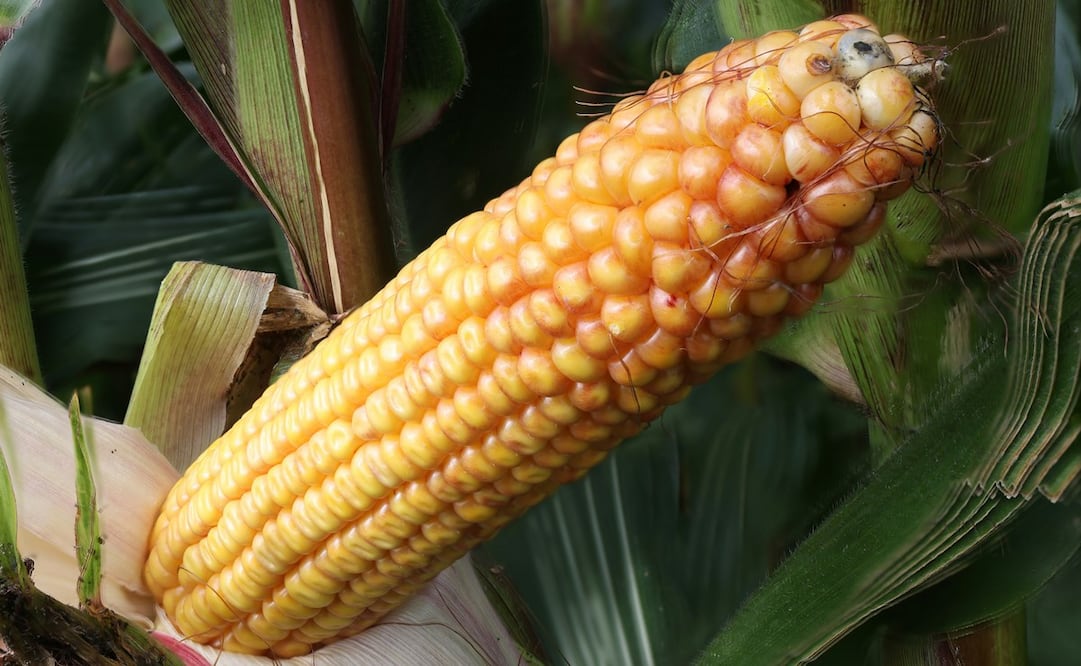 El maíz cacahuazintle es una de las variedades más utilizadas en la cocina por su consistencia y sabor. Foto: Freepik