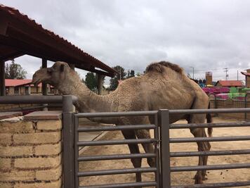 Trasladan a Querétaro animales decomisados en Iztapalapa