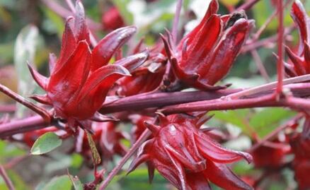 Mexican scientists develop antiseptic from hibiscus flower