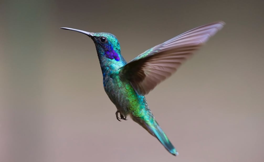 Los colibríes juegan un papel esencial para el balance del ecosistema. Foto: Canva