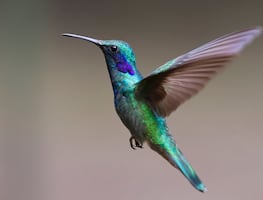 ¿Por qué son importantes los colibríes? Conoce su papel en el ecosistema