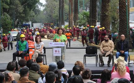 Retirarán mil 500 palmeras enfermas en CDMX; serán sustituidas por árboles nativos