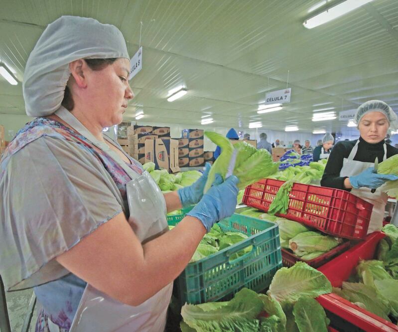 La agroindustria prevé este año exportar 40 mil mdd. ARCHIVO EL UNIVERSAL