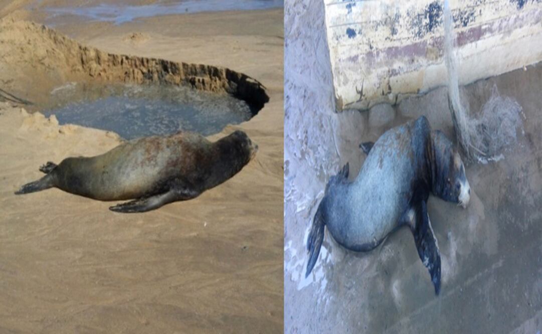 Foto: Profepa.gob.mx