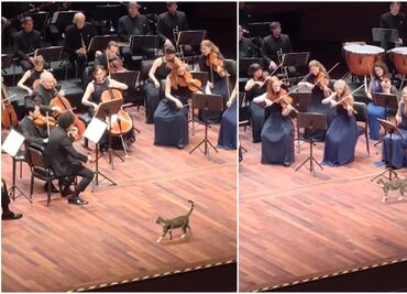 ¡Michi director de orquesta! Gatito se roba el show durante concierto de música clásica en Turquía