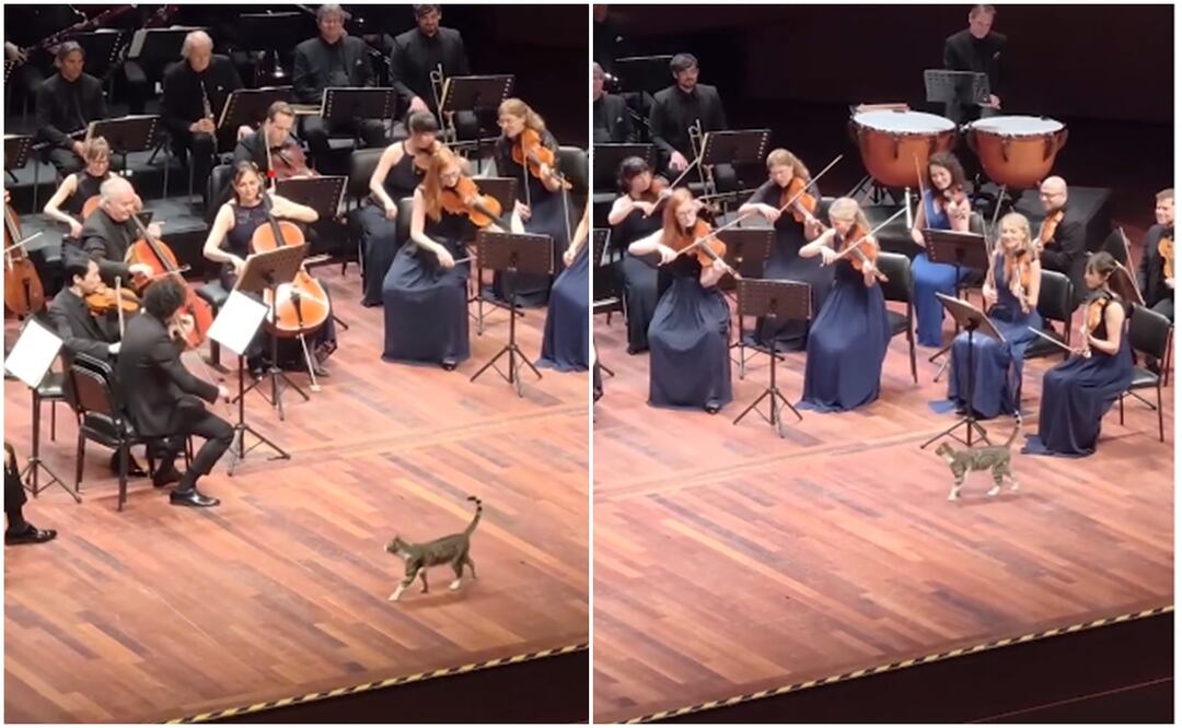 El felino de color gris con blanco logró subir al escenario y fue captado por cámaras de algún asistente que ocupaba las butacas del Centro de Convenciones, ubicado en la ciudad de Estambul, Turquía y donde se realizaba dicha presentación musical. Foto: Captura de video
