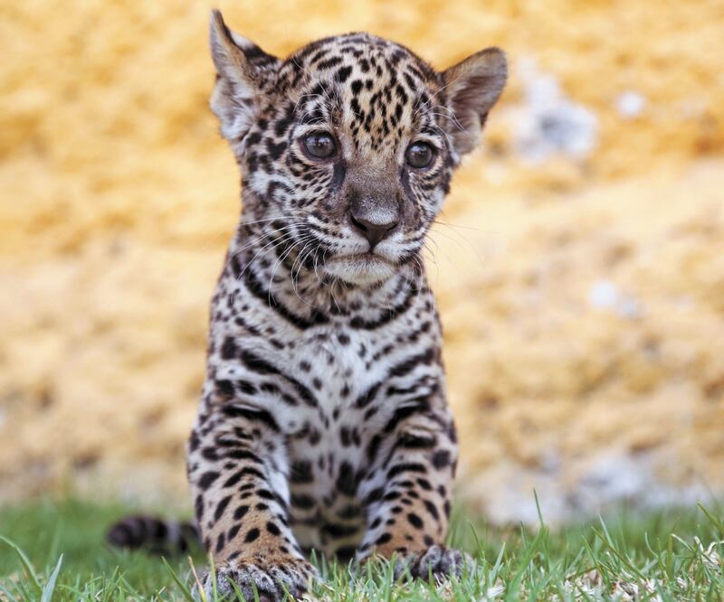 A pesar de su tráfico, la población de jaguares ha crecido. ARCHIVO EL UNIVERSAL