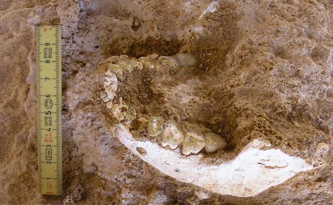 Esta imagen, publicada por el Programa de Prehistoria de Casablanca el 7 de enero de 2026, muestra la mandíbula ThI-GH-10717 durante su excavación en la Cantera Thomas I - Cueva de los Homínidos. ¿Dónde surgió nuestra especie? Fósiles descubiertos en Marruecos, con más de 773 mil años de antigüedad, refuerzan la teoría de que el Homo sapiens apareció originalmente en África, según un estudio publicado el 7 de enero de 2026. Foto: AFP