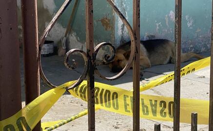 Ejército se encariña y rescata a "narcoperro" hallado en túnel de Tijuana 