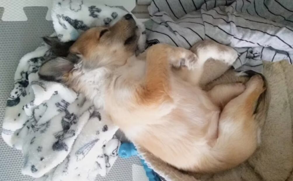 Nemo argentino: La historia del perrito discapacitado que ha conmocionado en redes