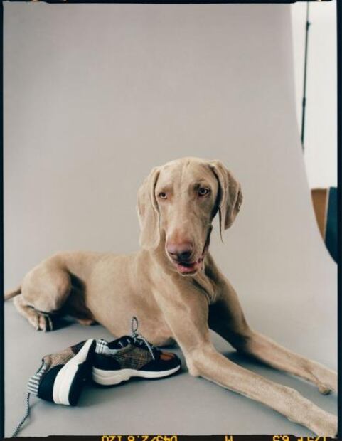 Perros y gatos son protagonistas en la nueva colección de Zara