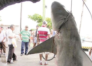 Suben sanciones contra pesca ilegal de tiburón