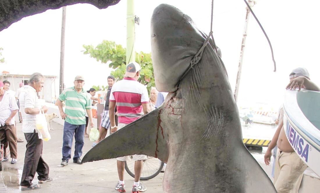 La práctica conocida como “a leteo”, que consiste en matar tiburones para comerciar sólo sus aletas, va contra la “soberanía alimentaria”, dice PVEM. (ARCHIVO EL UNIVERSAL)