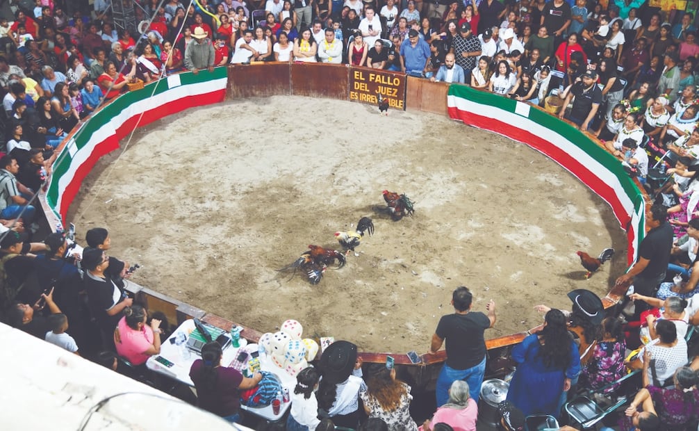 En el conquián compiten siete gallos y el que gane es el que obtiene la corona para su candidata. Foto: Salvador Cisneros/ EL UNIVERSAL