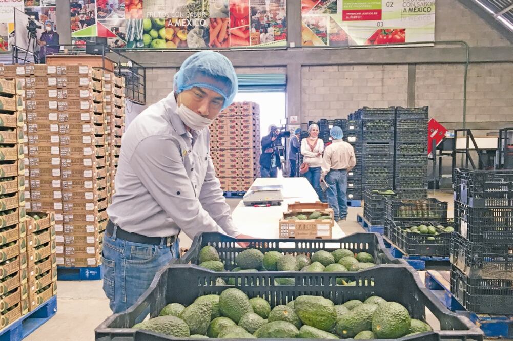 Bocado. De acuerdo con analistas, 12% del consumo total de aguacate en Estados Unidos se realiza en el Super Bowl, mayoritariamente en guacamole (ARCHIVO EL UNIVERSAL)