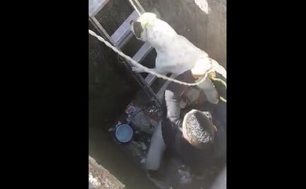Video. Rescatan a perritos que cayeron en coladera en lateral de autopista