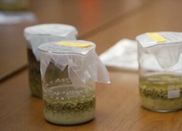 Recrean una receta de cerveza china de hace 5 mil años