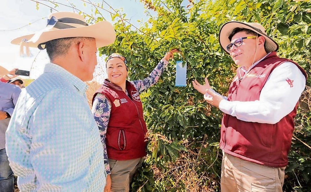 Hay 27 casos confirmados de gusano barrenador en el Edomex; se mantienen activas 20 brigadas con 40 médicos 
Foto: Alejandro Vargas / EL UNIVERSAL