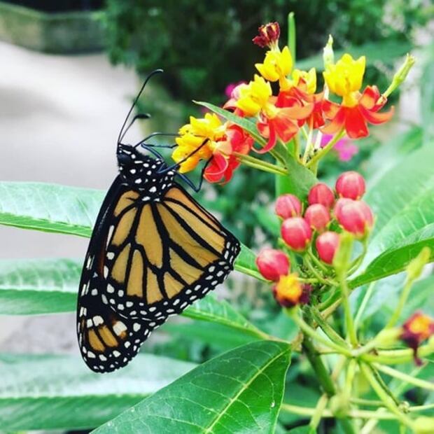 Visita el mariposario de Chapultepec en el “Mes de la Monarca”  