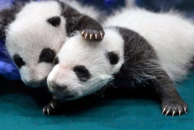 Los pandas gigantes salen de la lista de especies amenazadas 