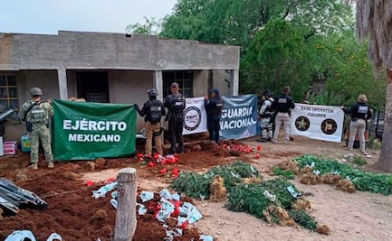 Catean invernadero clandestino en Cucurpe, Sonora; aseguran más de 800 plantas de marihuana