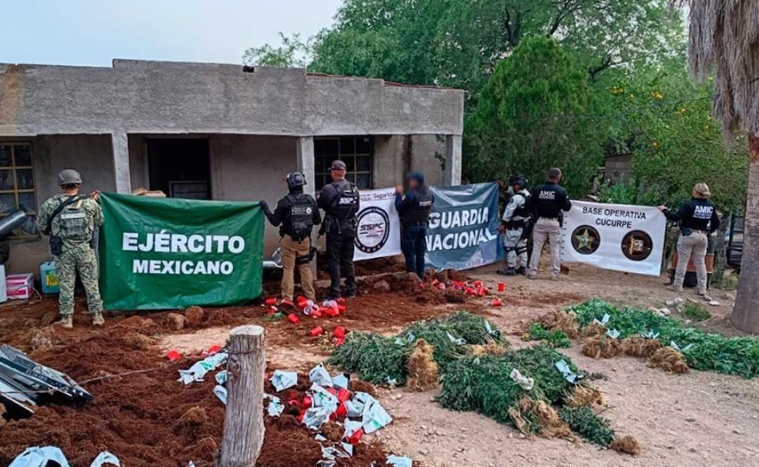 Catean invernadero clandestino en Cucurpe, Sonora; aseguran más de 800 plantas de marihuana.
Foto: Especial.