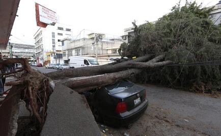 Ráfagas de viento derriban 12 árboles en Valle de Toluca