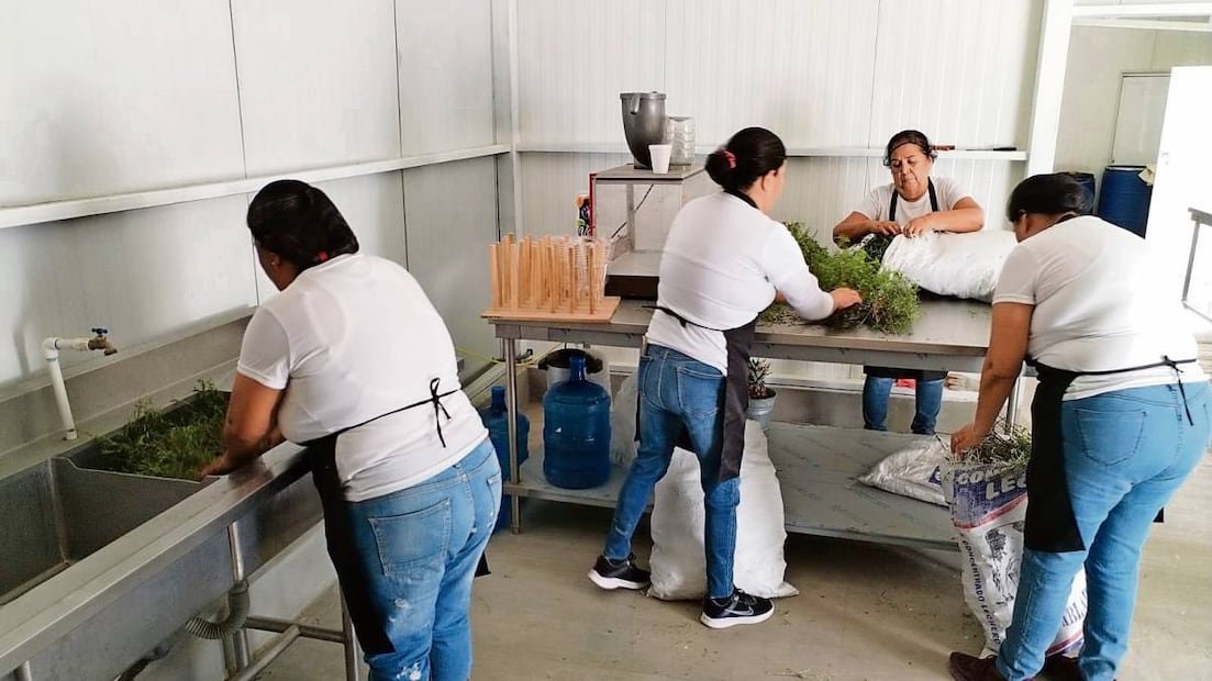 Tras concluir el corte, unos 20 kilos por jornada, las mujeres acuden a esta planta para lavar, secar y deshojar la planta. Foto: Gladys Navarro / EL UNIVERSAL