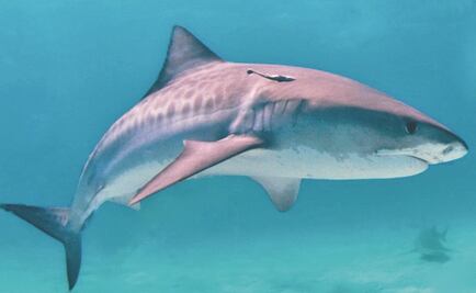 Así evolucionaron los tiburones gigantes