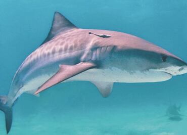 Así evolucionaron los tiburones gigantes