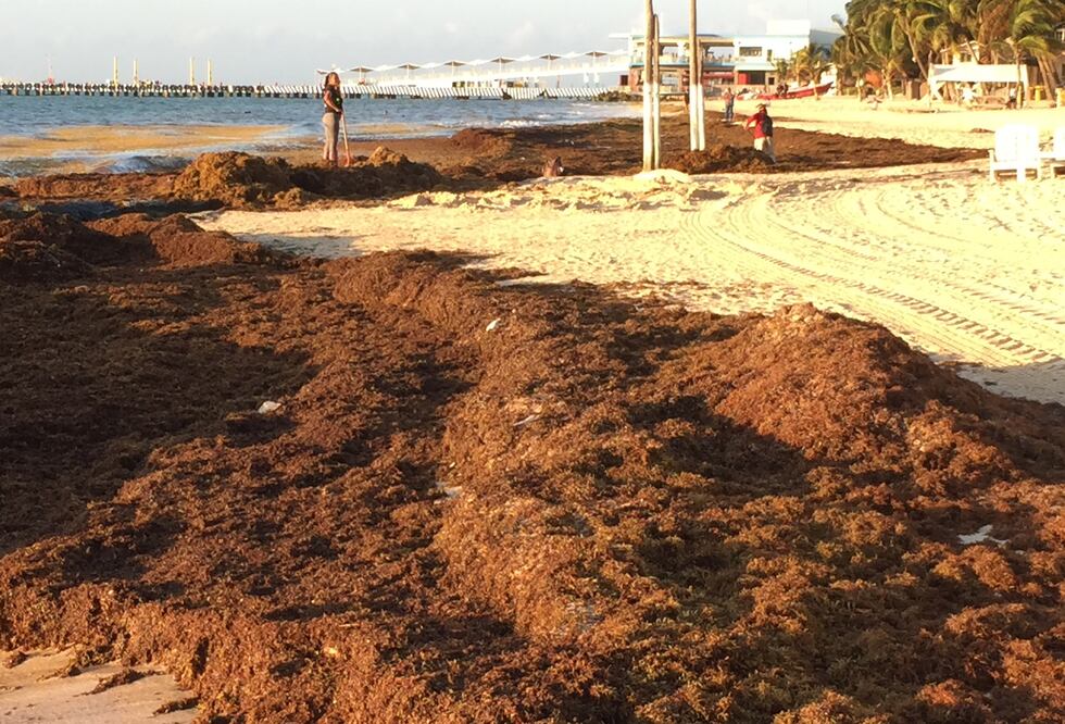 Sargazo en el Caribe: ¿llegó para quedarse?