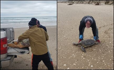 Rescatan a ejemplares de tortuga lora y verde por bajas temperaturas en Tamaulipas