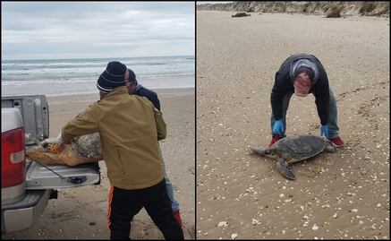 Rescatan a ejemplares de tortuga lora y verde por bajas temperaturas en Tamaulipas