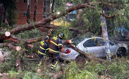Lluvias en CDMX dejan árboles caídos y a una maestra con esguince cervical y luxación 