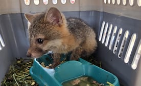 Rescatan a 345 animales en tianguis de Jalisco; bebés mapache, aves, tortugas, tarántulas y serpientes, entre los ejemplares