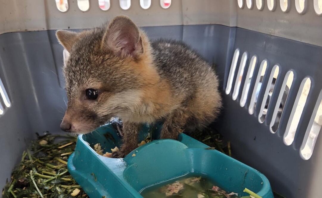 Fauna silvestre asegurada en Jalisco. Foto: Procuraduría Federal de Protección al Ambiente (Profepa).