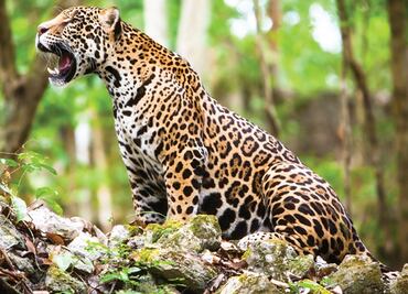 Mayan Train a threat to the Yucatán peninsula ecosystem