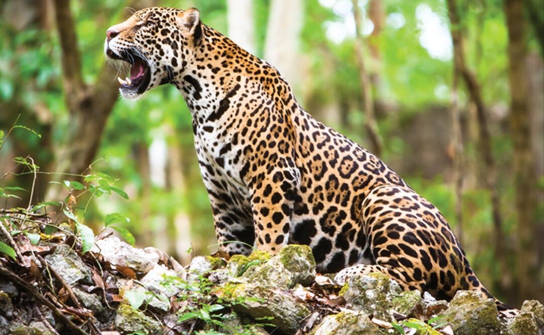 After the Amazon, the world’s most important jaguar population is found in the Yucatán peninsula - Photo: File photo/EL UNIVERSAL