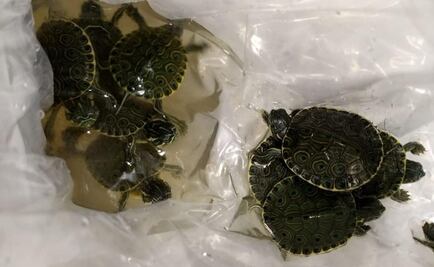Aseguran 20 tortugas, especie protegida, en empresa de paquetería en Chihuahua
