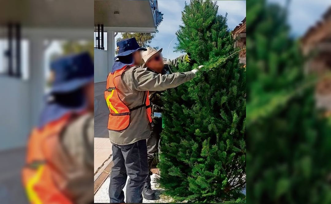 La Profepa indica que en 2024 revisó 567 mil 330 árboles importados. Foto: Especial